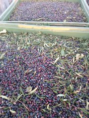 Olivový olej s bazalkou 250 ml