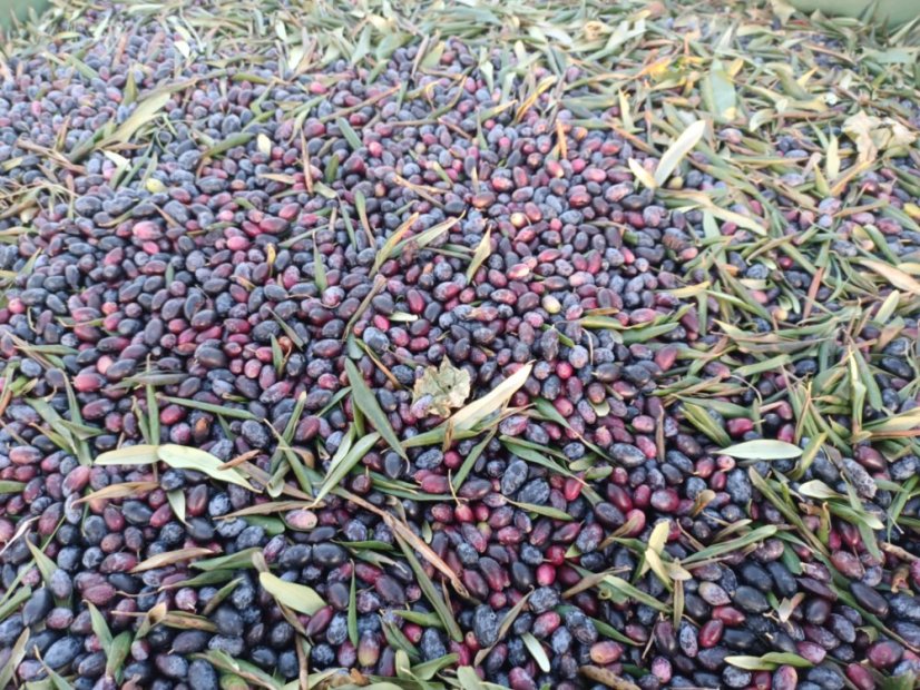 Extra panenský olivový olej Api Rotan 5 L