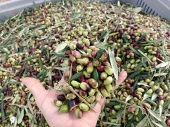 Extra panenský olivový olej nefiltrovaný 1 L