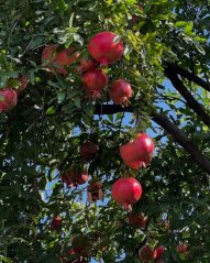 Limonáda z granátových jablek perlivá 250 ml