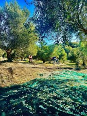 Extra panenský olivový olej Olive Garden 1 L