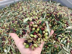 Extra panenský olivový olej nefiltrovaný 1 L