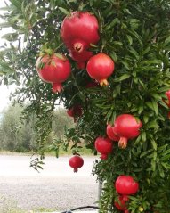 Chutney z granátových jablek s chilli 250 gr