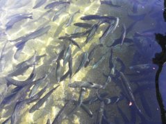 Filet ze pstruha duhového uzeného na bukovém dřevě 1 ks 144 gr + - 3%