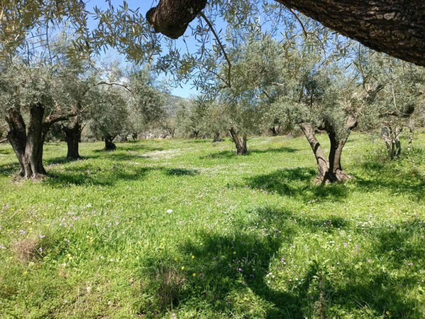 Extra panenský olivový olej nefiltrovaný 1 L