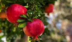 Chutney z granátových jablek s uzenou paprikou 250 gr